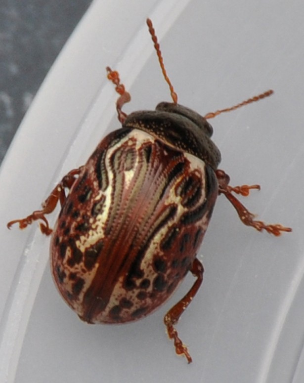 Image of a lady beetle - Coccinella Calligrapha